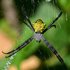 Modest St Andrews spider