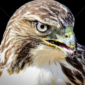 by Wendell Kennedy - Animals Birds