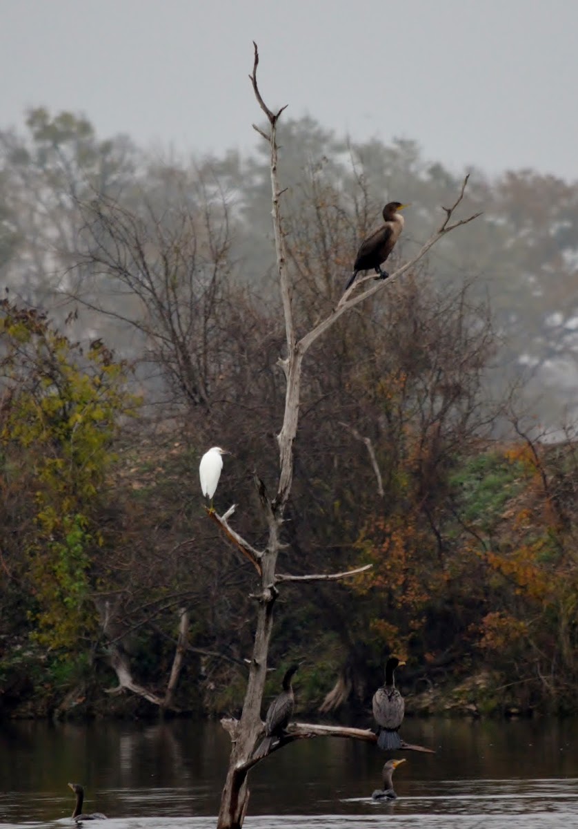 Cormorants  & Great White Egret