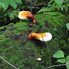 Hemlock Varnish Shelf Fungus