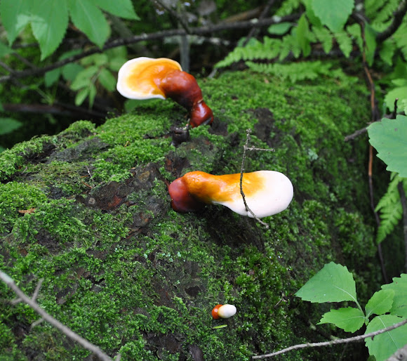 Hemlock Varnish Shelf Fungus Project Noah