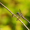 Great blue skimmer dragonfly