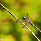 Great blue skimmer dragonfly