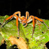 Spot-legged Banana Spider