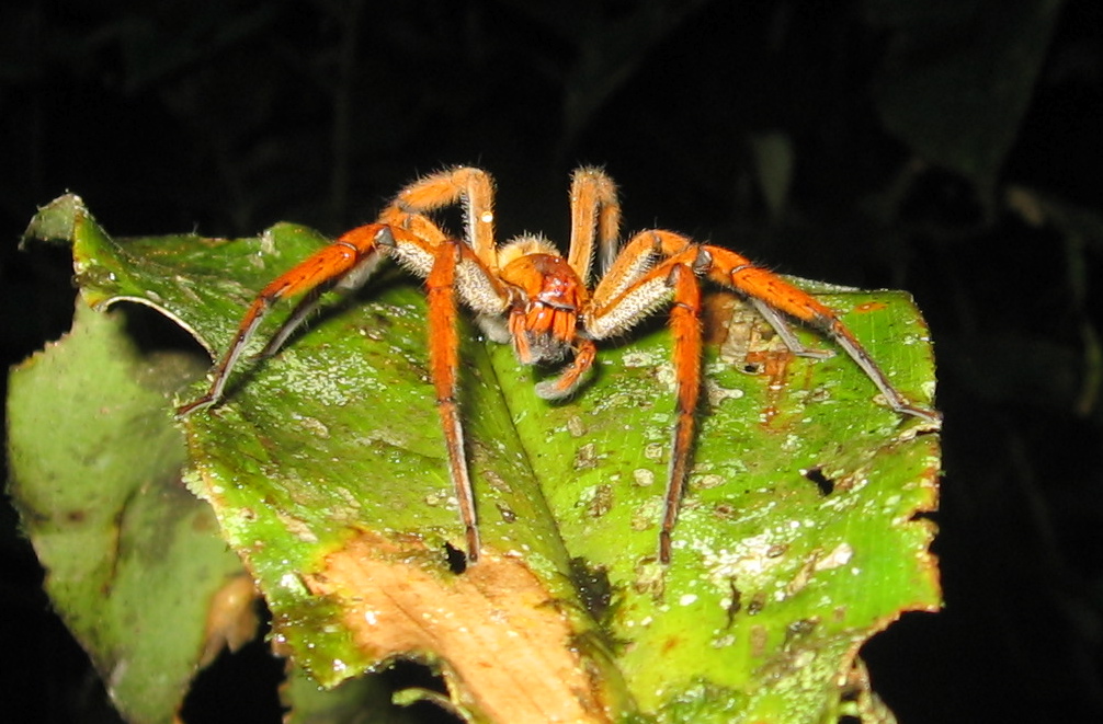 Spot-legged Banana Spider
