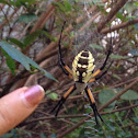Yellow Garden Spider (female)