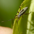 Meadow plant bug (nymph)