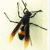 Banded paper wasp