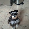 Miniature schnauzer