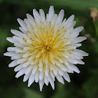 Japanese White Dandelion