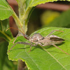 Wheel bug (with parasitic fly eggs)