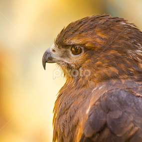 Eagle by Mina Jaguar - Animals Birds