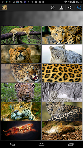 Leopard Wallpapers