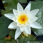 Fragrant/White Water-lily
