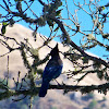 Steller's Jay