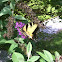 Eastern tiger swallowtail butterfly