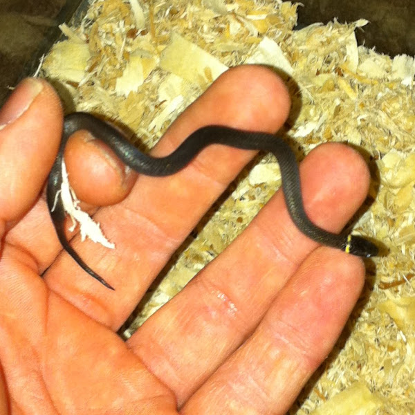 Ringneck Snake Project Noah
