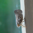 Citrus Flatid Planthopper