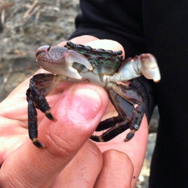 Rock Crab Project Noah