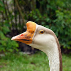 Ganso chines (Chinese goose)