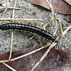 yellow-spotted cyanide millipede
