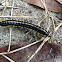 yellow-spotted cyanide millipede