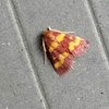 coffee-loving pyrausta moth