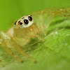 Female Two-Striped Jumping Spider