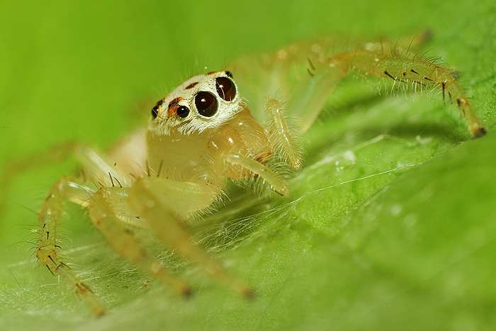 Female Two-Striped Jumping Spider