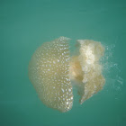 White-spotted jellyfish