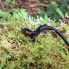 Red cheeked salamander
