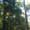 Long-horned Orb Weaver Spider