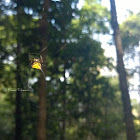 Long-horned Orb Weaver Spider