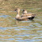 Gadwall (pair)