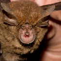Eastern Horseshoe Bat