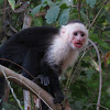 White-Headed Capuchin