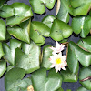 Multiple color lotus flower