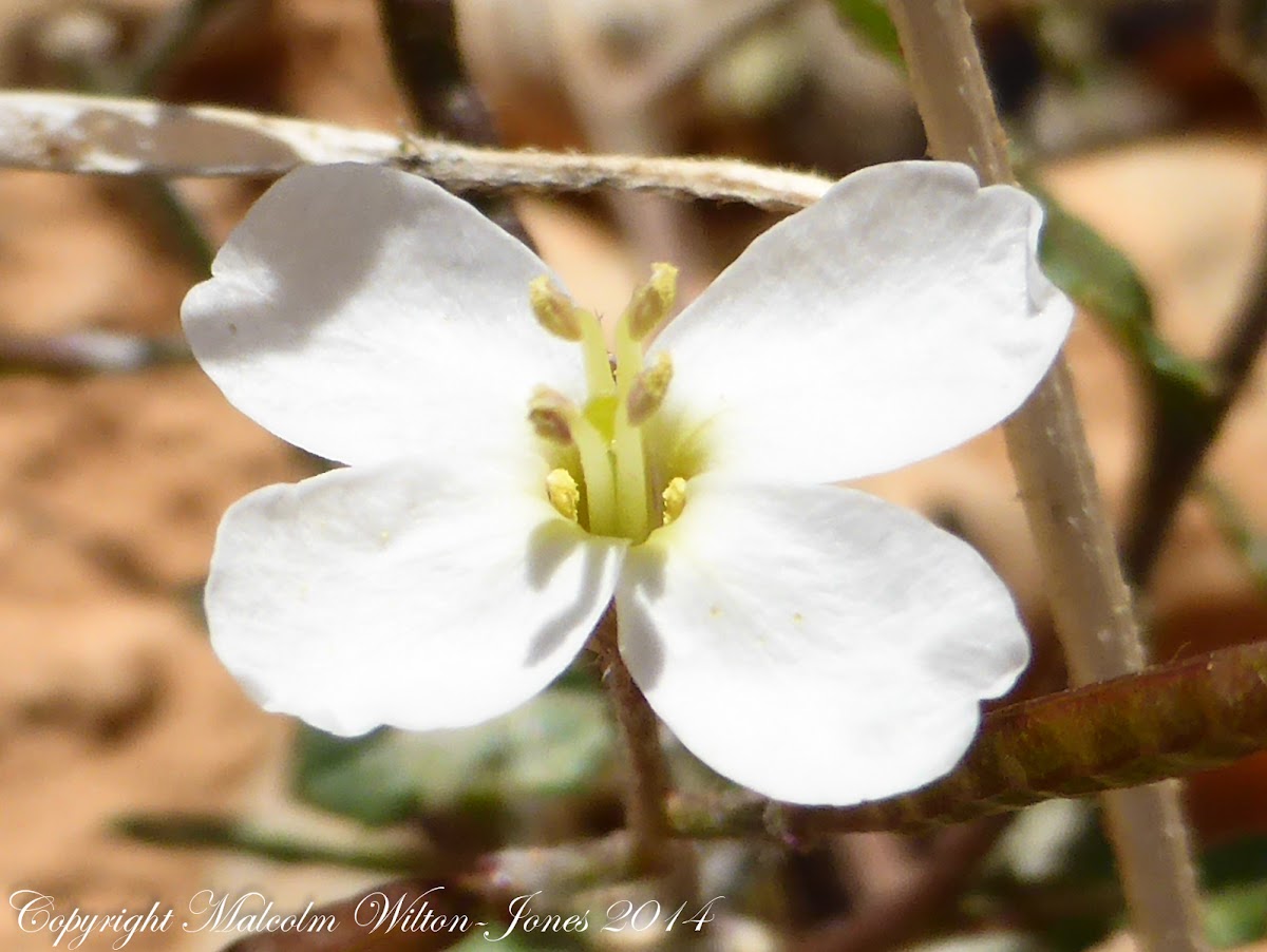 White mustard flower
