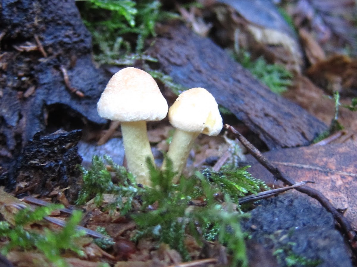 Small White Mushrooms