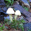 Small White Mushrooms