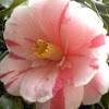 Red/White Camellia