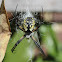 Garden Spider