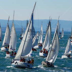 Barcolana🐬 by Marco Poli - Sports & Fitness Other Sports