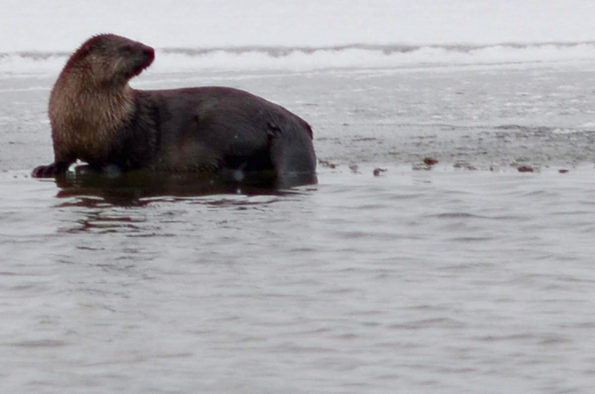 River Otter