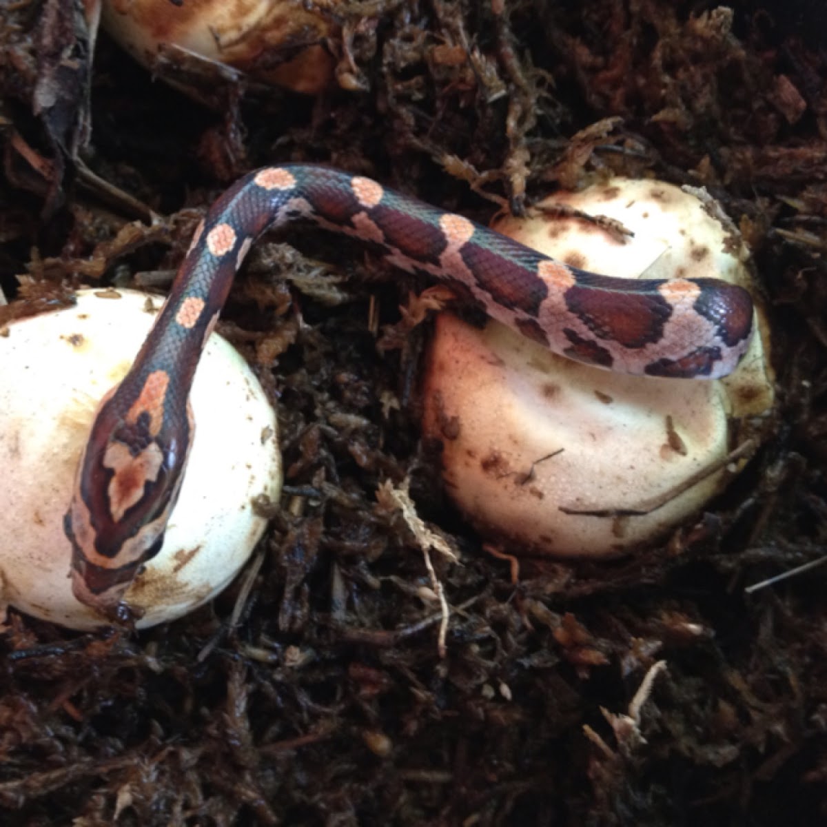 Corn Snake