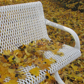 Fall Time by Linda Morgan - Nature Up Close Leaves & Grasses