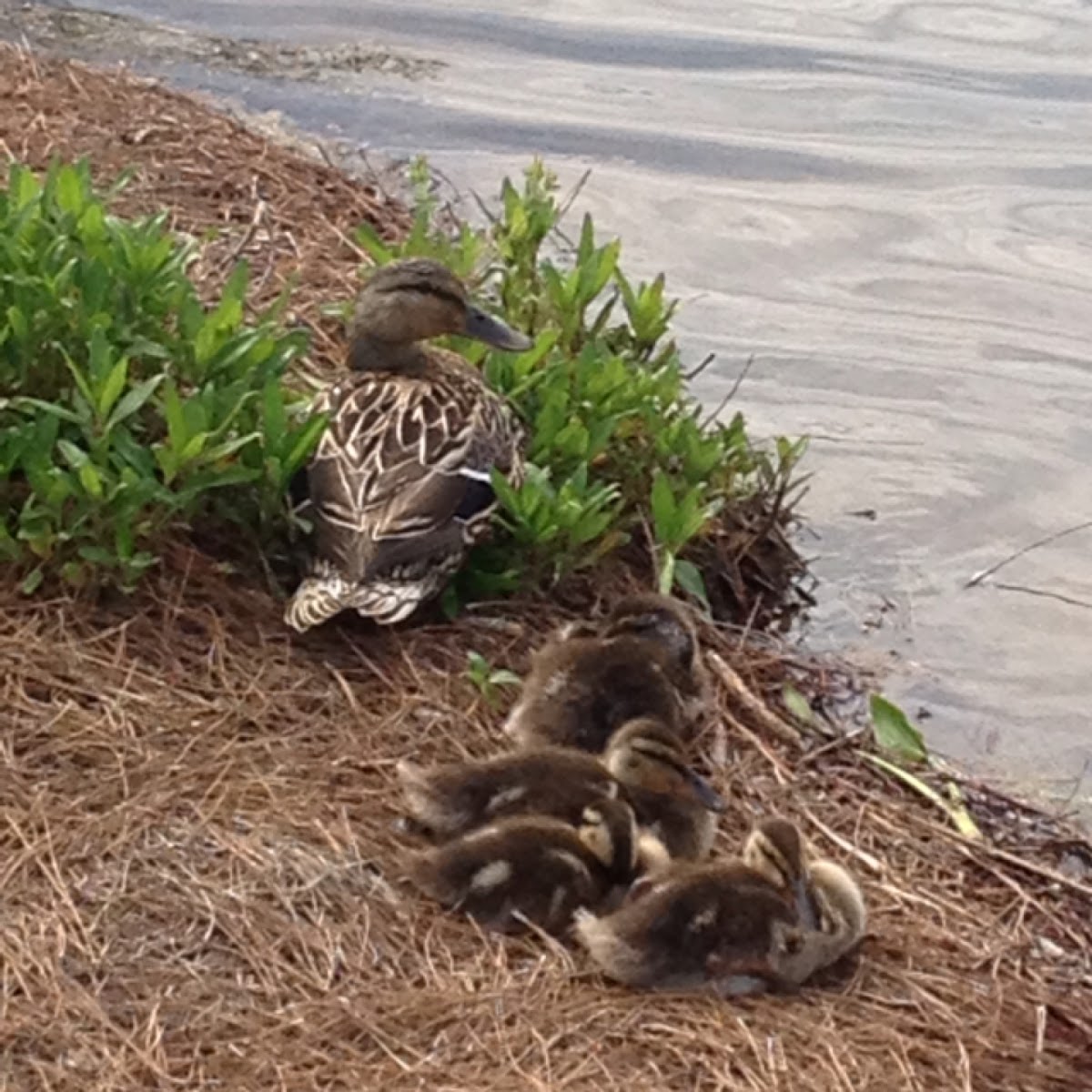 Mallard Duck