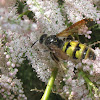 Scoliid wasp (female)