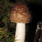 Deer Mushroom