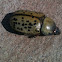 Hercules Beetle (female)